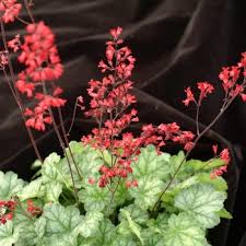 Image result for HEUCHERA americana 'Palace Purple Auslese'