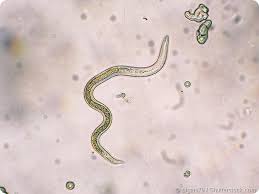 Attēlu rezultāti vaicājumam “larva”