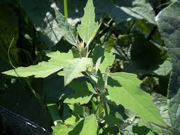 Attēlu rezultāti vaicājumam “Chenopodium album leaf”