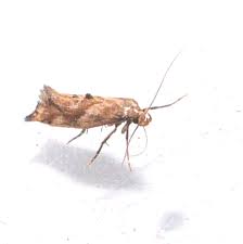 Attēlu rezultāti vaicājumam “Epermenia falciformis”