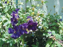 Attēlu rezultāti vaicājumam “Clematis fruit”