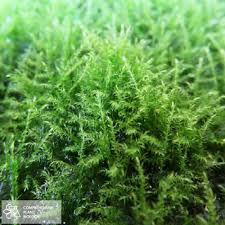 Attēlu rezultāti vaicājumam “Campyliadelphus elodes”