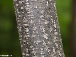 Attēlu rezultāti vaicājumam “Frangula alnus bud”