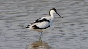 Image result for Recurvirostra avosetta