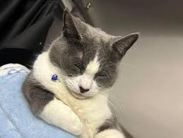 Image result for cat found