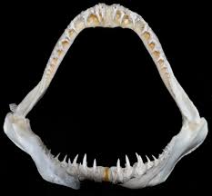 Image result for Carcharias