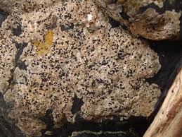 Attēlu rezultāti vaicājumam “Hertelidea botryosa”