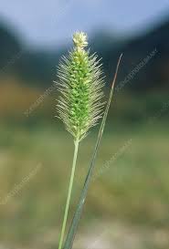 Attēlu rezultāti vaicājumam “Setaria glauca”