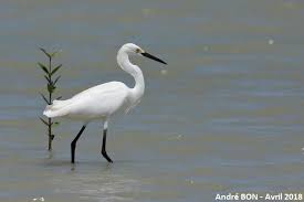 Image result for Egretta thula