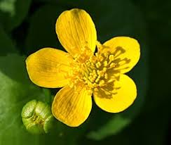 Attēlu rezultāti vaicājumam “Caltha palustris”