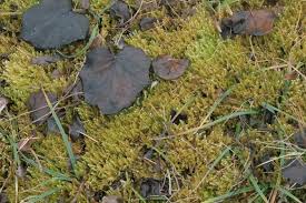 Attēlu rezultāti vaicājumam “Calliergonella lindbergii”