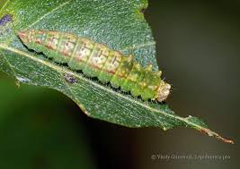 Attēlu rezultāti vaicājumam “Drepana falcataria”