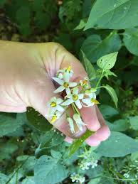 Attēlu rezultāti vaicājumam “Solanum dulcamara flower”