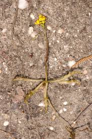 Attēlu rezultāti vaicājumam “Lentibulariaceae”