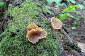 Attēlu rezultāti vaicājumam “Peziza varia”