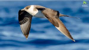 Attēlu rezultāti vaicājumam “Stercorarius parasiticus”