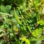 Attēlu rezultāti vaicājumam “Melampyrum sylvaticum leaf”