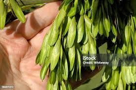 Attēlu rezultāti vaicājumam “Fraxinus excelsior fruit”