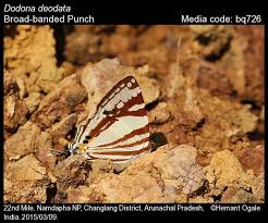 Attēlu rezultāti vaicājumam “Riodinidae”