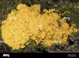 Attēlu rezultāti vaicājumam “Fuligo septica var. flava young”