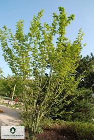 Attēlu rezultāti vaicājumam “Acer rufinerve”