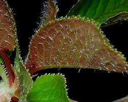 Attēlu rezultāti vaicājumam “Padus avium leaf”