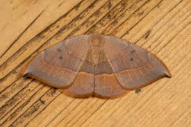 Attēlu rezultāti vaicājumam “Borkhausenia minutella”