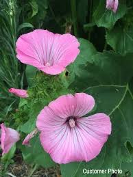 Image result for Lavatera trimestris