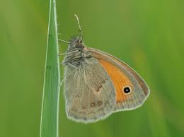 Attēlu rezultāti vaicājumam “Coenonympha pamphilus upperside”