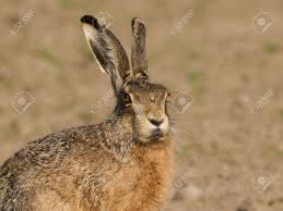 Attēlu rezultāti vaicājumam “Lepus europaeus adult”