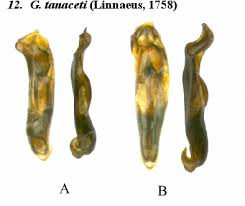 Attēlu rezultāti vaicājumam “Lochmaea caprea”