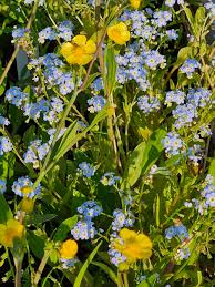Attēlu rezultāti vaicājumam “Ranunculus lingua leaf”