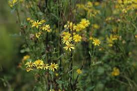 Attēlu rezultāti vaicājumam “Jacobaea paludosa leaf”