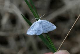 Attēlu rezultāti vaicājumam “Cabera pusaria female”