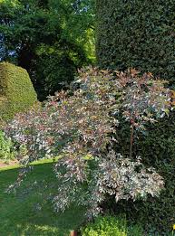 Attēlu rezultāti vaicājumam “Rosa glauca”