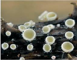 Attēlu rezultāti vaicājumam “Lachnum corticale”