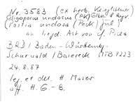 Attēlu rezultāti vaicājumam “Postia undosa”