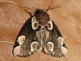 Attēlu rezultāti vaicājumam “Thyatira batis larva”