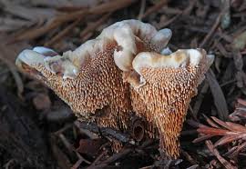 Attēlu rezultāti vaicājumam “Phellodon melaleucus”