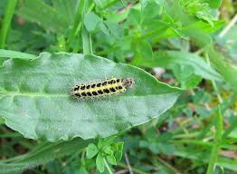 Attēlu rezultāti vaicājumam “Zygaena lonicerae larva”
