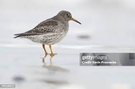 Attēlu rezultāti vaicājumam “Calidris maritima”