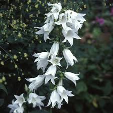 Attēlu rezultāti vaicājumam “Campanula trachelium flower”