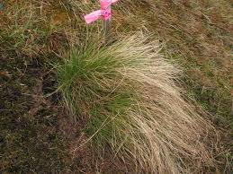 Attēlu rezultāti vaicājumam “Nardus stricta flower”