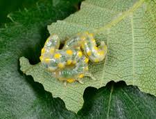 Attēlu rezultāti vaicājumam “Cimbex femoratus larva”