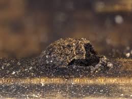 Attēlu rezultāti vaicājumam “Colloderma oculatum”