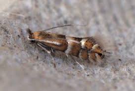 Attēlu rezultāti vaicājumam “Phyllonorycter platanoidella”