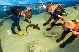 Image result for Woking Junior Snorkelling Club