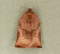 Attēlu rezultāti vaicājumam “Archips podana female”