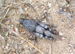 Attēlu rezultāti vaicājumam “Oedipoda caerulescens”