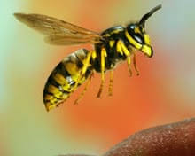 Attēlu rezultāti vaicājumam “Vespula germanica male”